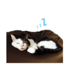 ねこ君スタンプ（個別スタンプ：13）