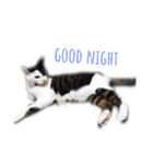 ねこ君スタンプ（個別スタンプ：14）