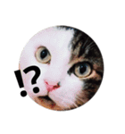 ねこ君スタンプ（個別スタンプ：16）