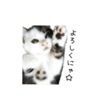 ねこ君スタンプ（個別スタンプ：22）