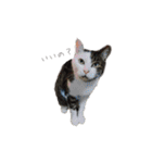 ねこ君スタンプ（個別スタンプ：24）