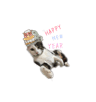 ねこ君スタンプ（個別スタンプ：25）