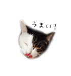 ねこ君スタンプ（個別スタンプ：32）