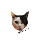 ねこ君スタンプ（個別スタンプ：33）