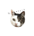 ねこ君スタンプ（個別スタンプ：34）