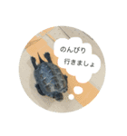 クサガメのぽんず（個別スタンプ：8）