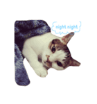nomi is a cat（個別スタンプ：1）