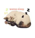 nomi is a cat（個別スタンプ：2）