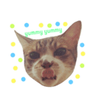 nomi is a cat（個別スタンプ：3）