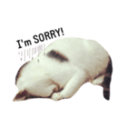 nomi is a cat（個別スタンプ：4）