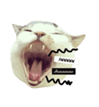 nomi is a cat（個別スタンプ：5）