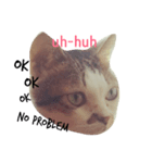 nomi is a cat（個別スタンプ：6）