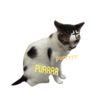 nomi is a cat（個別スタンプ：7）
