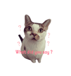 nomi is a cat（個別スタンプ：8）