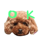 ふぁむ 愛犬（個別スタンプ：1）