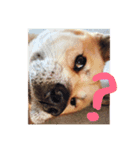 ふぁむ 愛犬（個別スタンプ：4）