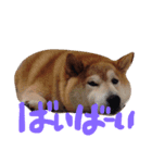ふぁむ 愛犬（個別スタンプ：6）