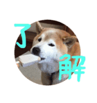 ふぁむ 愛犬（個別スタンプ：8）