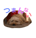 クッキー アンド ハル 2（個別スタンプ：10）