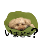 クッキー アンド ハル 2（個別スタンプ：12）