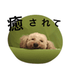 クッキー アンド ハル 2（個別スタンプ：18）