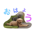 クッキー アンド ハル 2（個別スタンプ：22）