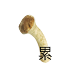 oh！mushroom（個別スタンプ：5）