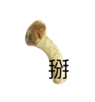 oh！mushroom（個別スタンプ：6）