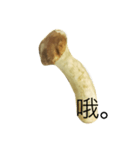 oh！mushroom（個別スタンプ：14）