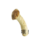 oh！mushroom（個別スタンプ：17）