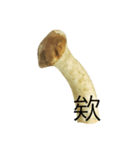 oh！mushroom（個別スタンプ：19）