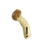 oh！mushroom（個別スタンプ：21）