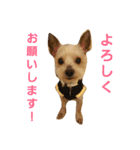 トイプーきなこと仲間（個別スタンプ：9）