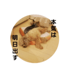 トイプーきなこと仲間（個別スタンプ：11）