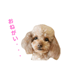 トイプーきなこと仲間（個別スタンプ：14）