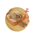トイプーきなこと仲間（個別スタンプ：16）