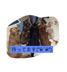 TAZAKI dog（個別スタンプ：1）