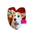 TAZAKI dog（個別スタンプ：2）