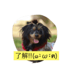 TAZAKI dog（個別スタンプ：3）
