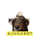 TAZAKI dog（個別スタンプ：6）