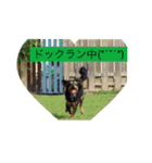 TAZAKI dog（個別スタンプ：7）