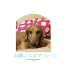 TAZAKI dog（個別スタンプ：8）