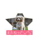 TAZAKI dog（個別スタンプ：13）