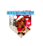 TAZAKI dog（個別スタンプ：14）