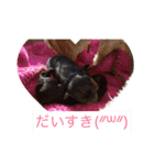 TAZAKI dog（個別スタンプ：16）