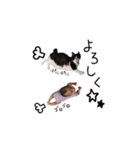 LKsis（個別スタンプ：37）