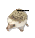I'm hedgehog-daikichi（個別スタンプ：1）