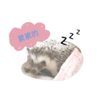 I'm hedgehog-daikichi（個別スタンプ：3）