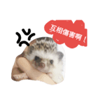 I'm hedgehog-daikichi（個別スタンプ：5）