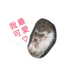 I'm hedgehog-daikichi（個別スタンプ：6）